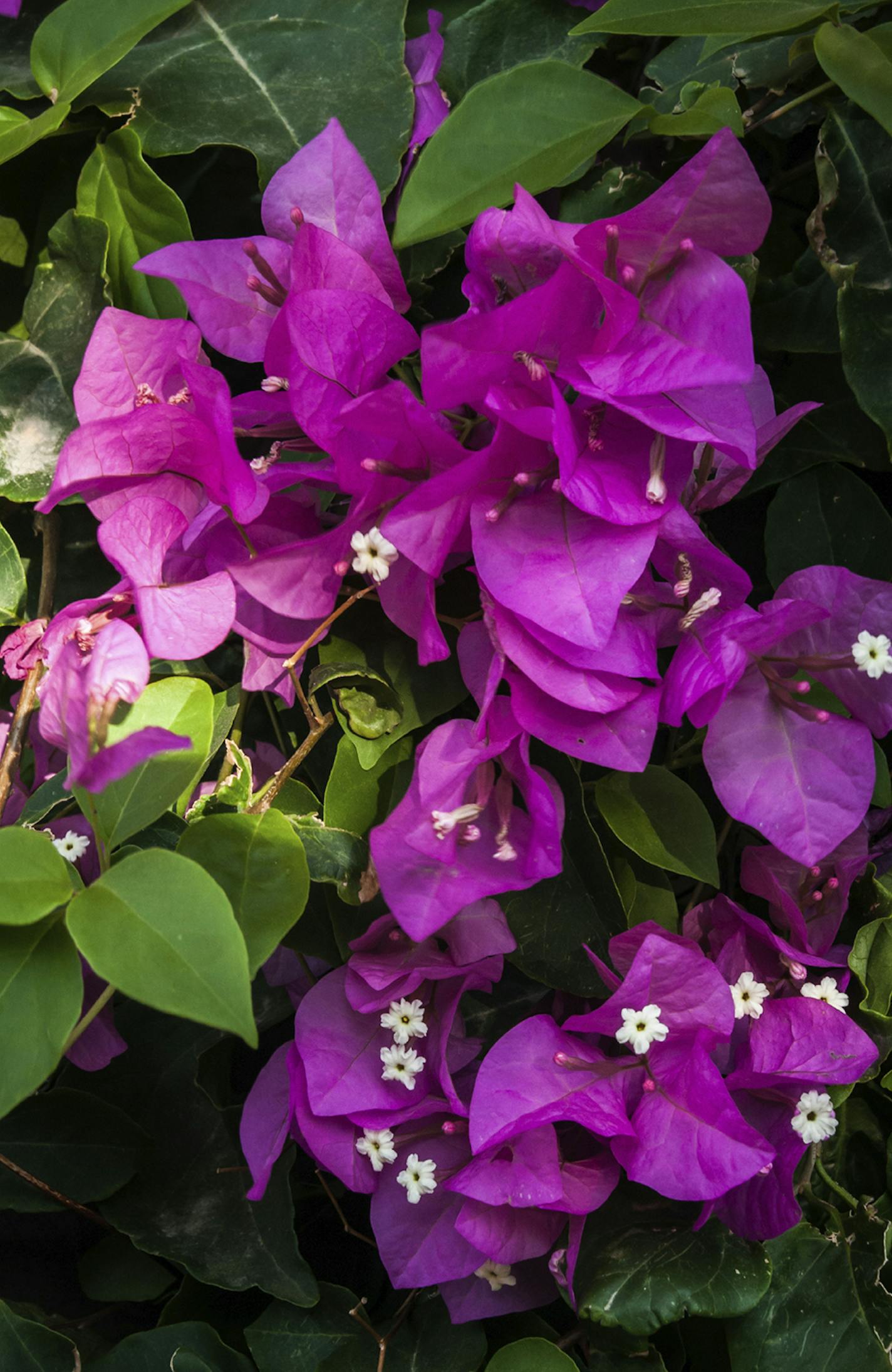 Spring blossoming bougainvillea, from istock