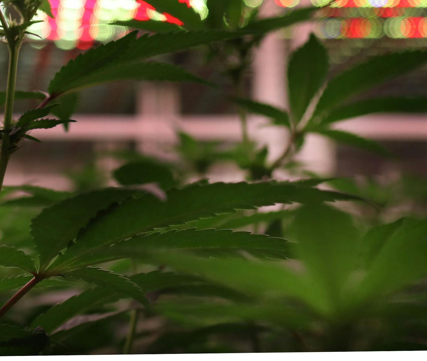 Young cannibis plants in a growing room Thursday, Dec. 19, 2019, at Leafline Labs in Cottage Grove, MN.] DAVID JOLES &#x2022; david.joles@startribune.com Minnesota's two medical cannabis companies say it's time to let patients use the raw plant. Processed pills and oils are the only forms that are legal in Minnesota's program, but they are expensive and can cost ailing patients hundreds of dollars per month. The manufacturers say adding raw marijuana would cut prices in half (that's what happene