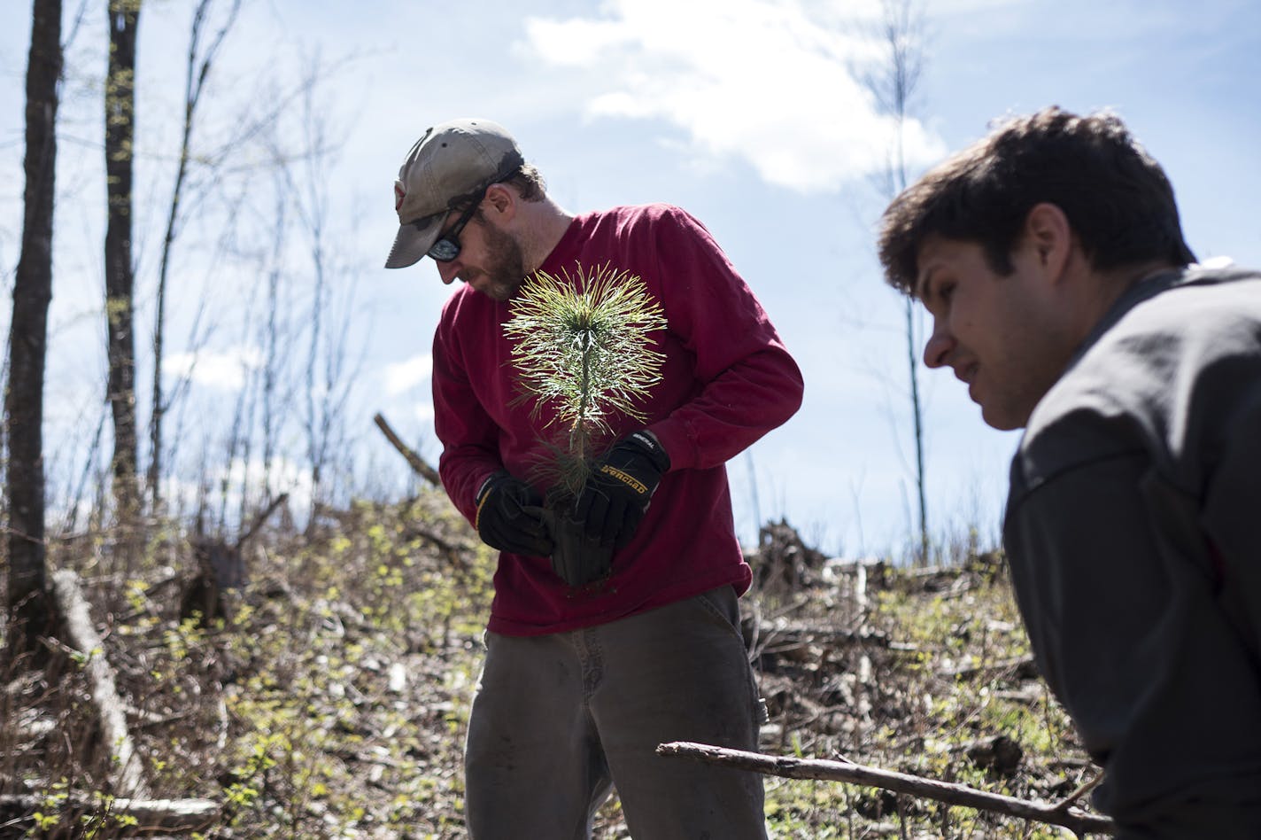 Ted Sampsell-Jones, left, prepares to plant a white pine seedling on a newly-cleared area of his family's land in Crow Wing County May 6, 2017. His cousin's husband, Pat Zomer, right, and other family members joined in the spring clearing and planting. (Courtney Perry for the Star Tribune)