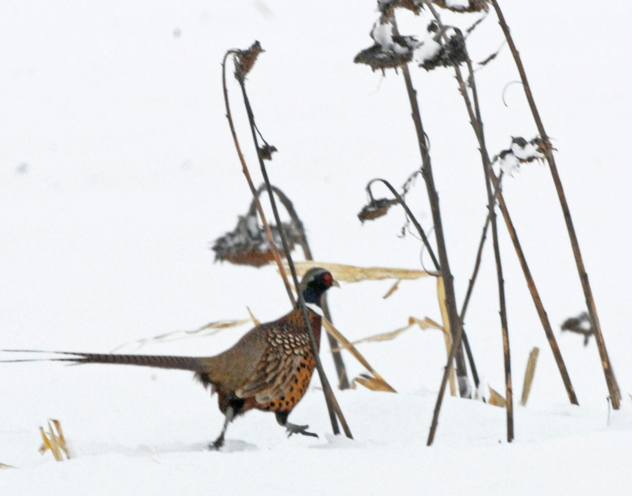 A rooster pheasant walk on deep, crusted snow, just a few inches below the heads of 5-foor-high sunflower plants.