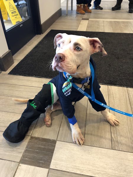 Tahoe the puppy is being cared for by a dog rescue and rehabilitation organization as he recovers from physical and emotional abuse.
