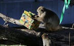 &#x201a;&#xc4;&#xfa;Nikko&#x201a;&#xc4;&#xf9; celebrates 29th birthday this month by opening up his gift at the Minnesota Zoo in Apple Valley, MN. Nik