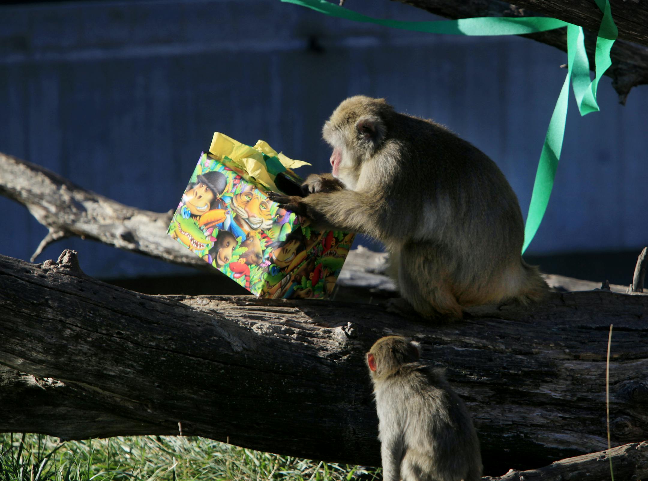 ‚ÄúNikko‚Äù celebrates 29th birthday this month by opening up his gift at the Minnesota Zoo in Apple Valley, MN. Nikko is the oldest snow monkey in North America. September 27, 2012. ] JOELKOYAMA‚Ä¢joel.koyama@startribune.com