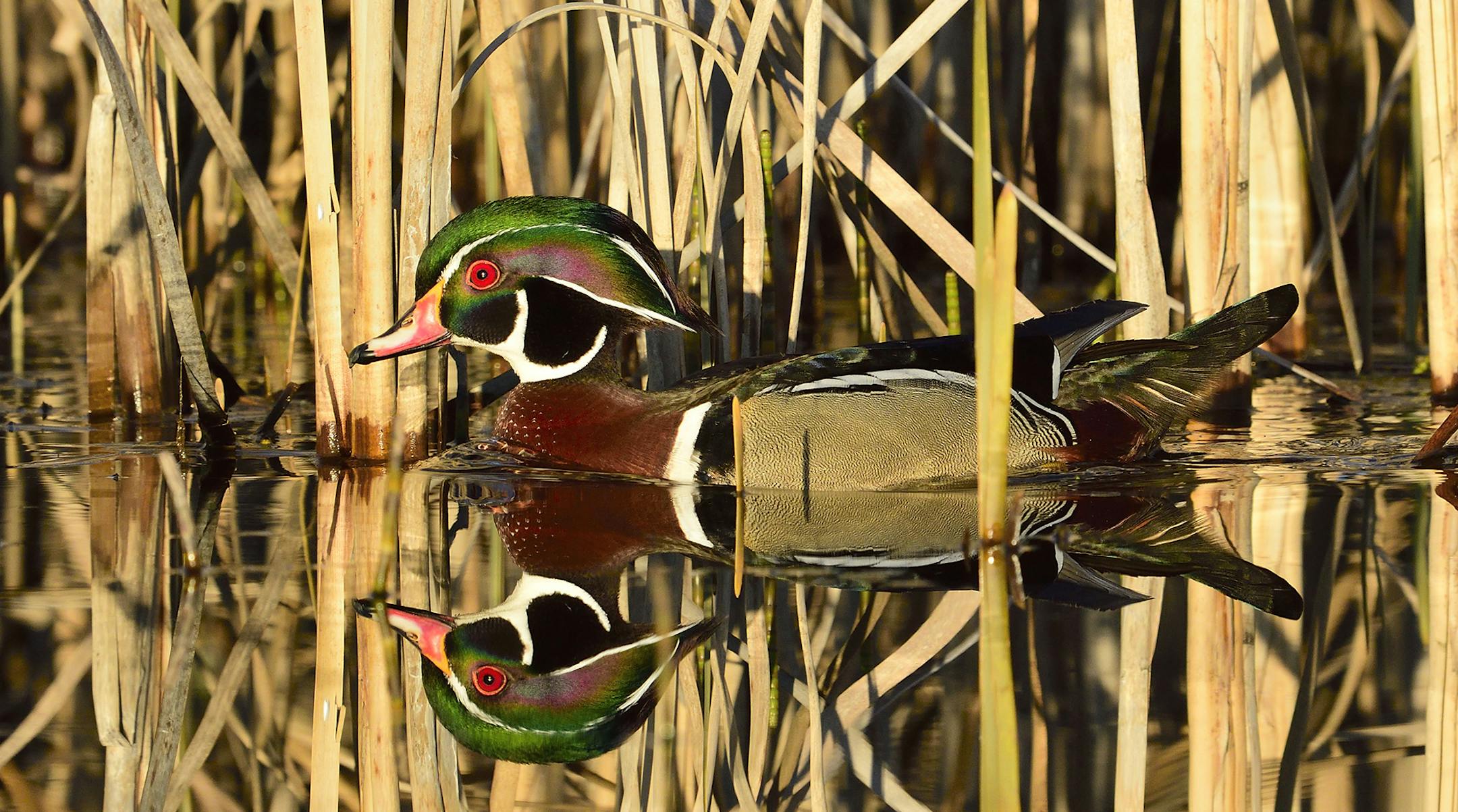 Nesting boxes erected by Wood Duck Society members and those it educates about making them have helped the bird thrive. The daily bag limit for wood ducks is three this hunting season.