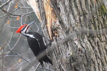 Pileated woodpecker