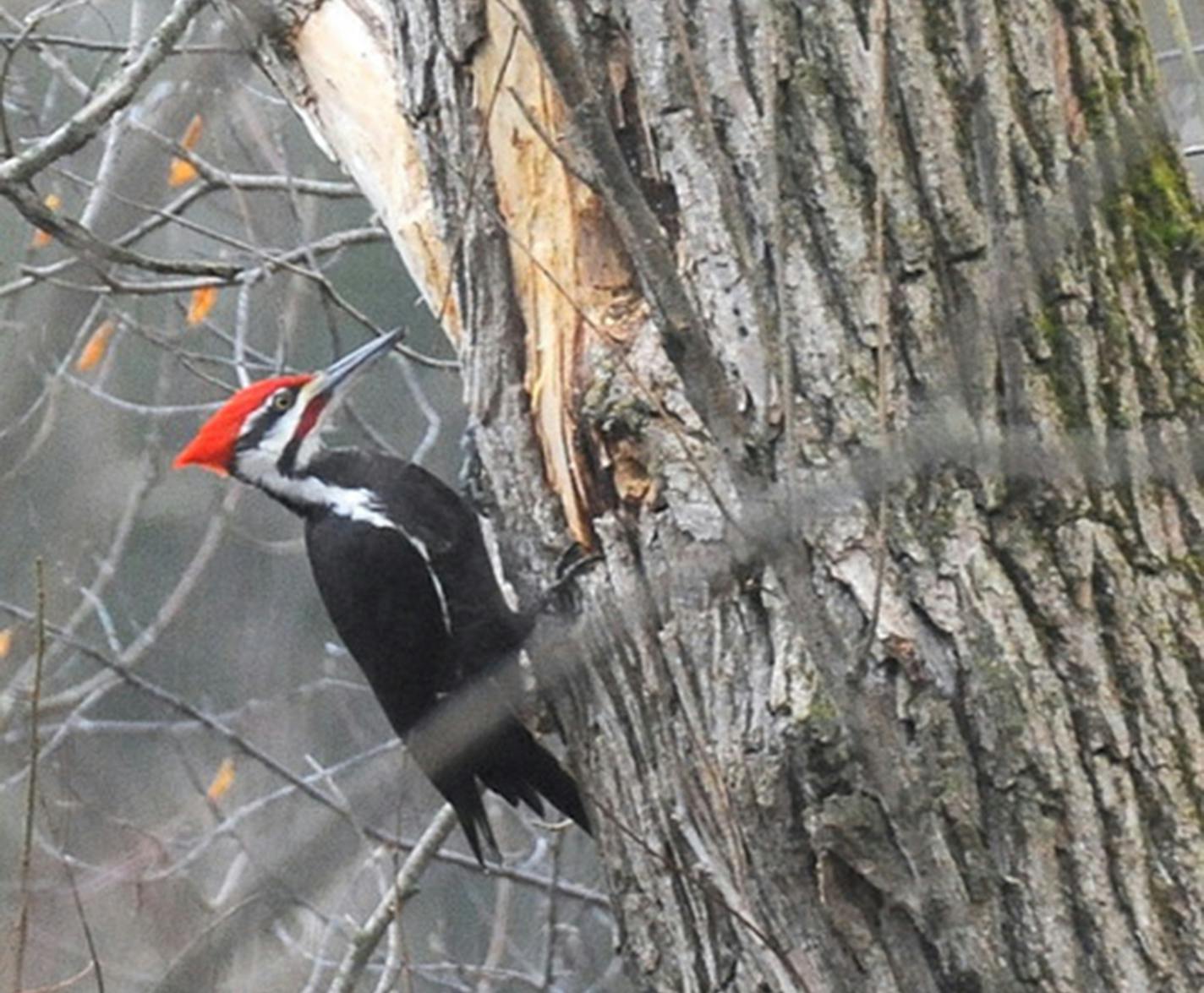 Pileated woodpecker