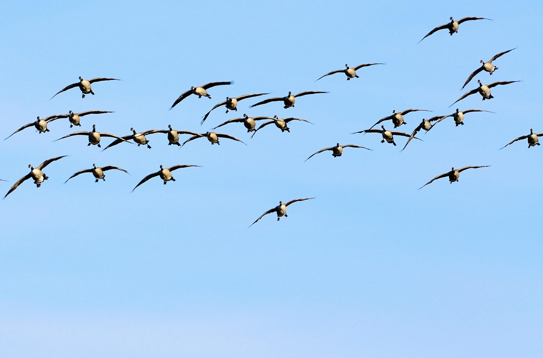 During migration, waterfowl like these Canada geese often feed in grain fields morning and evening. They spend the remainder of the day on the water. This flock is returning to water after a morning foray afield.