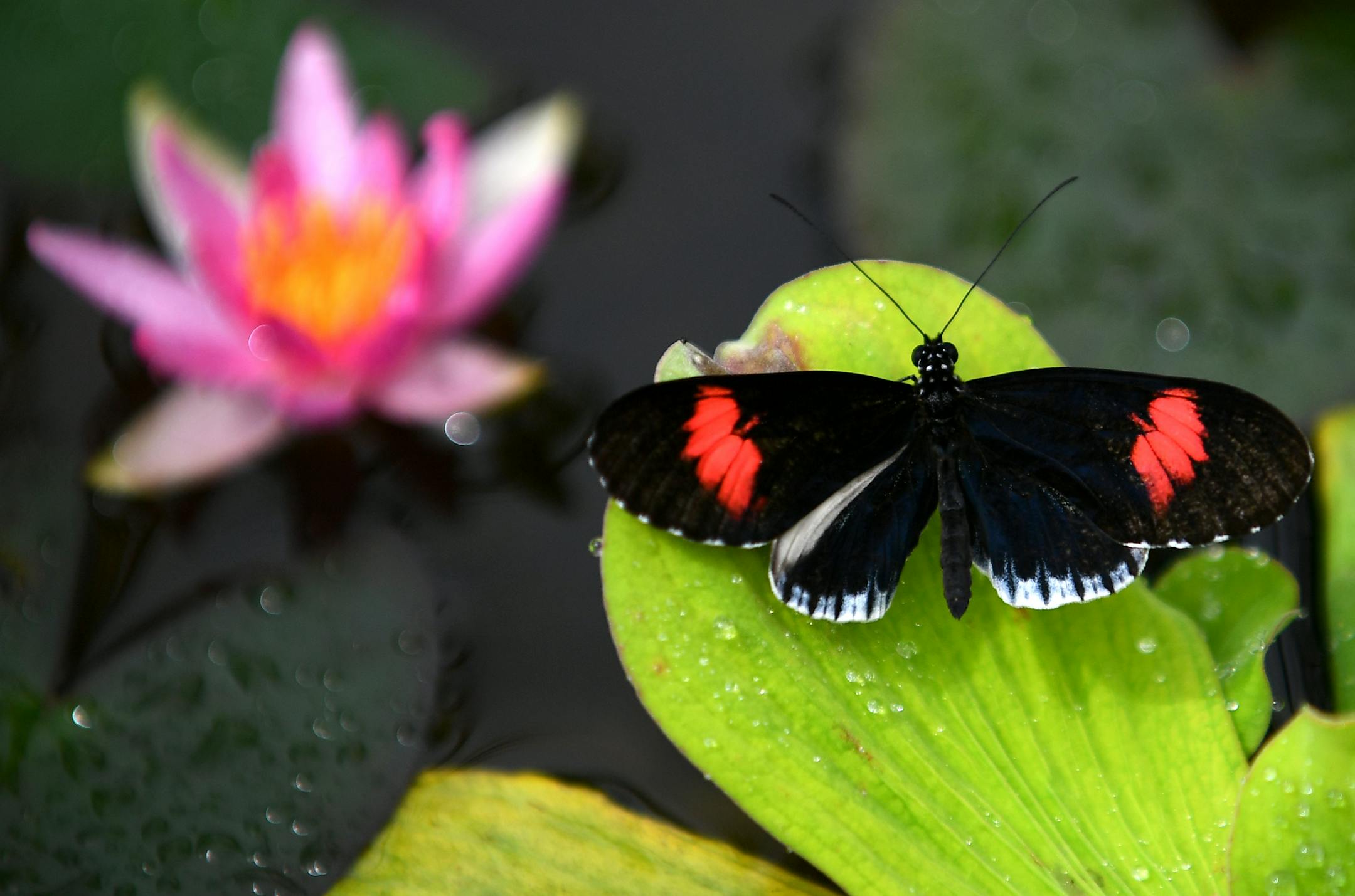 A butterfly perched near a blooming water lily in the "Blooming Butterflies" exhibit Tuesday afternoon. ] (AARON LAVINSKY/STAR TRIBUNE) aaron.lavinsky@startribune.com Como Park Zoo and Conservatory prepared for the opening of "Blooming Butterflies," and exhibit that will house more than 100 species of butterflies. We photograph zookeepers Liz Cuthbert and Mary Babcock as they release butterflies into the exhibit on Tuesday, June 14, 2016 at Como Park Zoo and Conservatory.