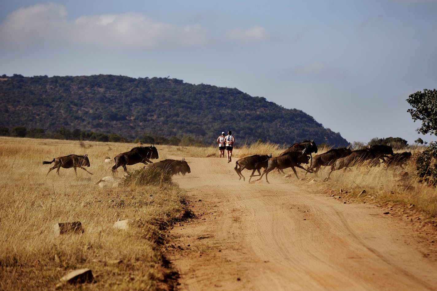 Runners get a safari-like experience in the Big Five Marathon in South Africa, a race that takes place every June. The 2018 race is June 23. (Klaus Sletting/Albatros Adventure Marathons)