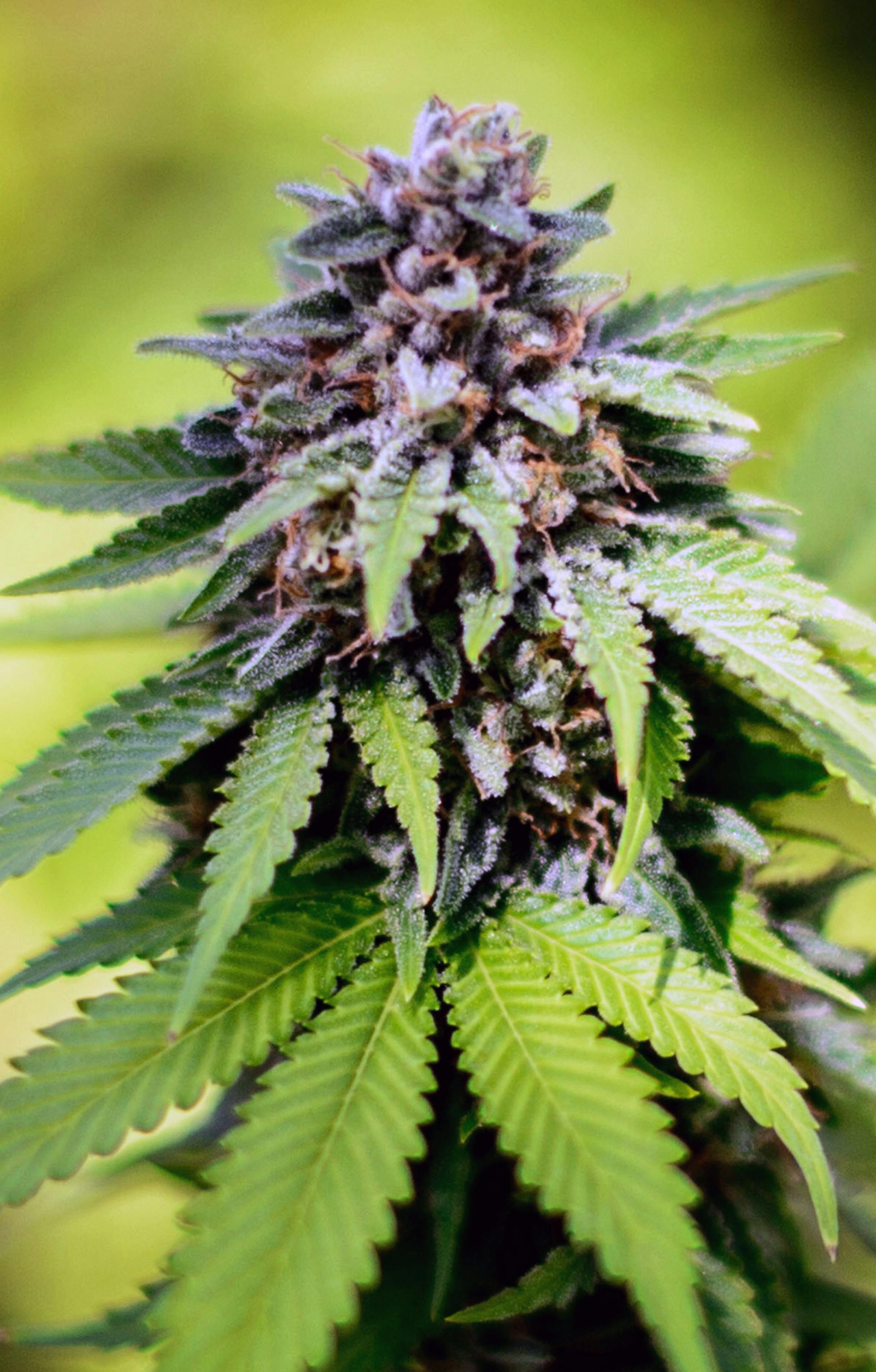 The medicinal chemicals are concentrated in the flowering buds of a cannabis plants. ] GLEN STUBBE * gstubbe@startribune.com Tuesday, May 5, 2015 The marijuana crop is coming in at Minnesota Medical Solutions, which will be supplying half the state's medical cannabis. Minnesota Medical Solutions, which is growing half the state's medical marijuana crop, offered a behind-the-scenes tour of their greenhouse and manufacturing facility. Ground rules included: Don't touch the plants, don't take photo