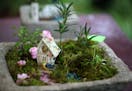 One of the numerous fairy gardens on display at the Diggers Garden Club annual plant sale on Saturday morning outside the Robbinsdale library. ] MONIC