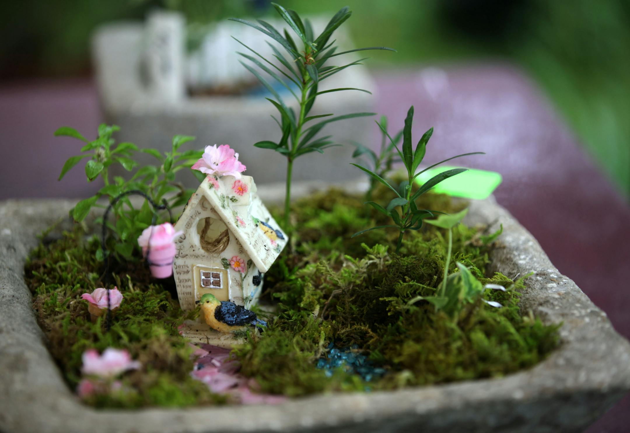 One of the numerous fairy gardens on display at the Diggers Garden Club annual plant sale on Saturday morning outside the Robbinsdale library. ] MONICA HERNDON monica.herndon@startribune.com Robbinsdale, MN 06/07/2014
