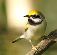 This Golden-winged Warbler among early fall migrants