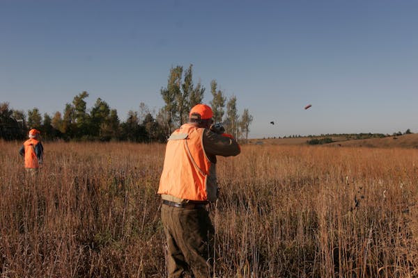 An empty shell flew from Cal Brink's shotgun as he shot a rooster pheasant at the Governor's Pheasant Opener near Worthington.