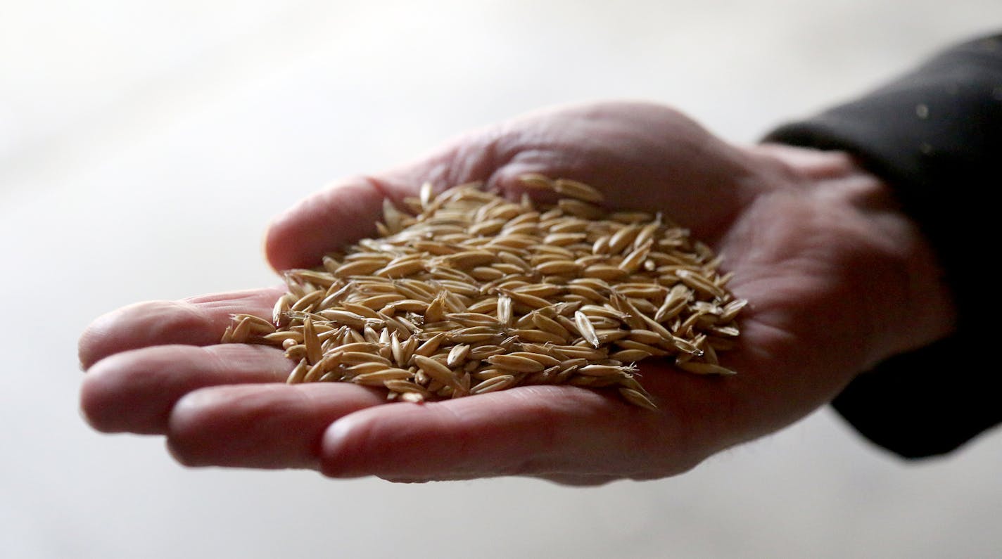 Family seed operations have gone out of business or become more specialized in recent years. At Albert Lea Seed House that has meant focusing mainly on selling non-GMO and organic seed where the most growth is expected in the next 20 years. Here, Mac Ehrhardt with freshly cleaned oat seeds at Albert Lea Seed House Wednesday, March 21, 2018, in Albert Lea, MN.] DAVID JOLES &#xef; david.joles@startribune.com Family seed operations have gone out of business or become more specialized in recent year