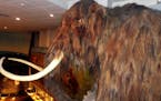 A model of a wooly mammoth at the Mammoth Museum in Siberia.