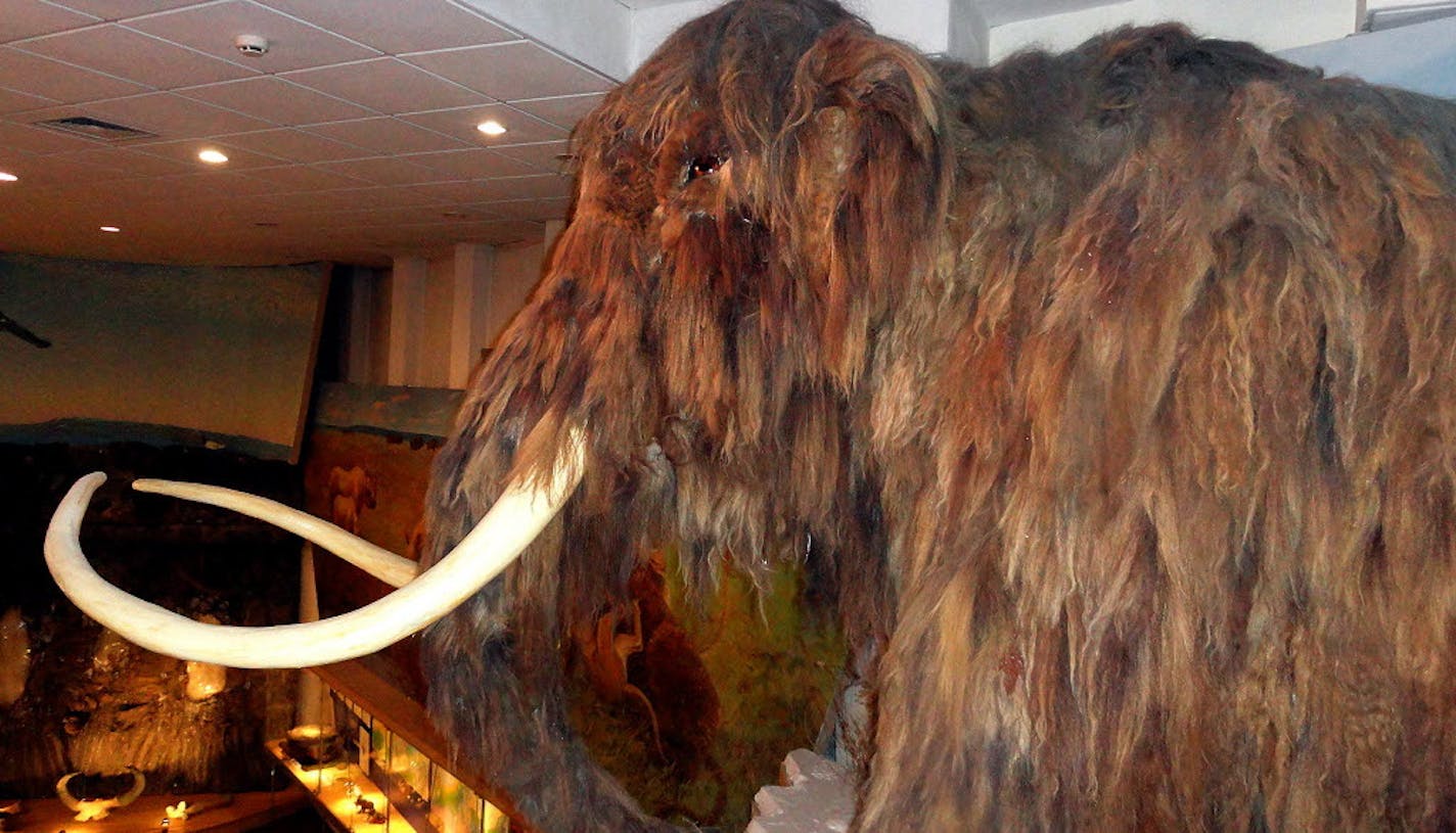 A model of a wooly mammoth at the Mammoth Museum in Siberia.