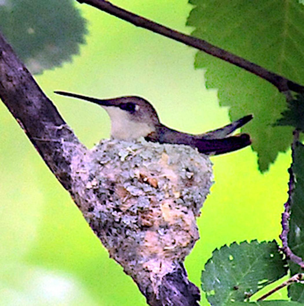 Ruby-throated hummingbirds use spider webs in nest building.