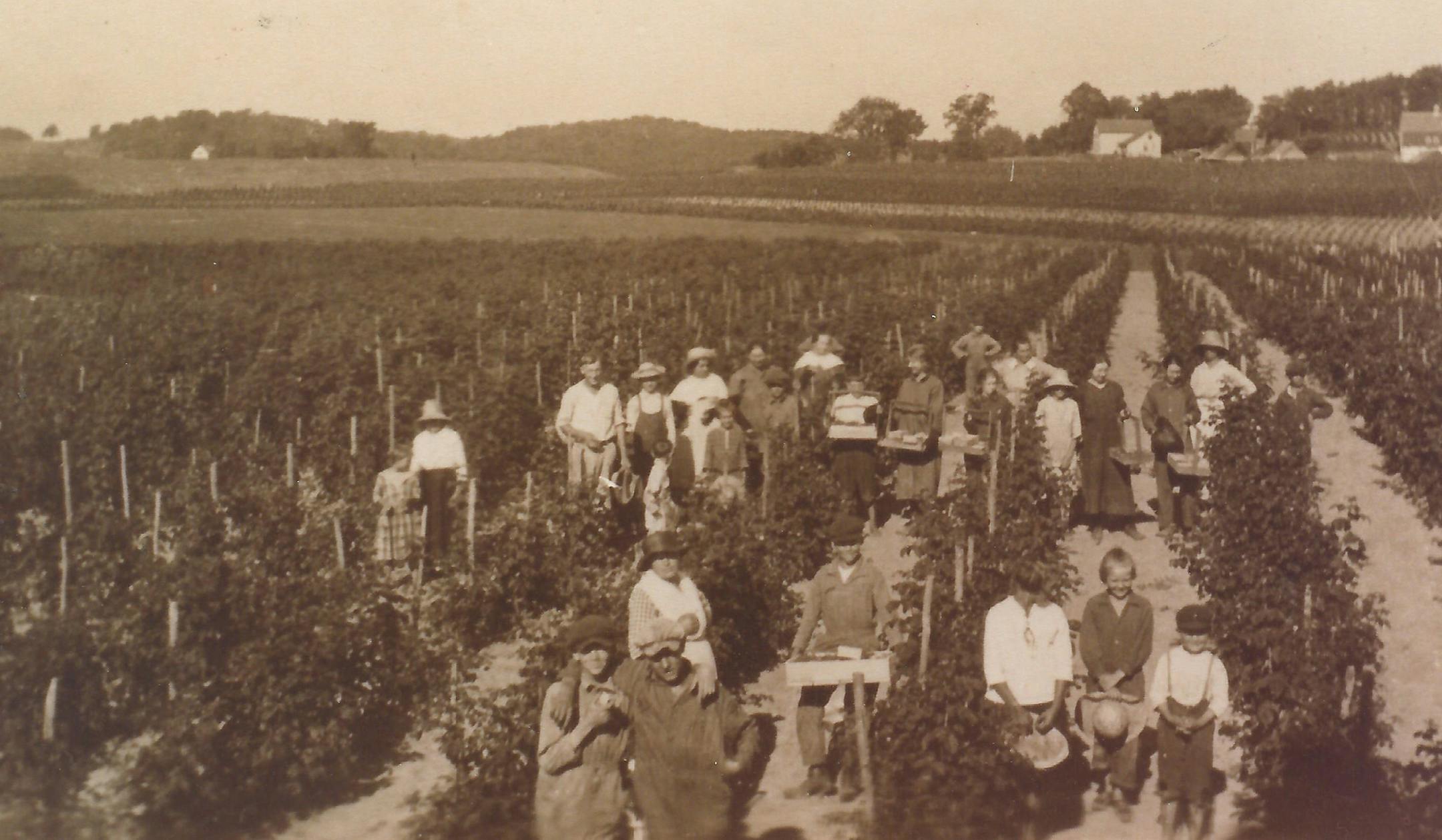 Berrypickers near Hopkins stop to pose for a photo aroound 1920. Source: Hopkins Historical Society