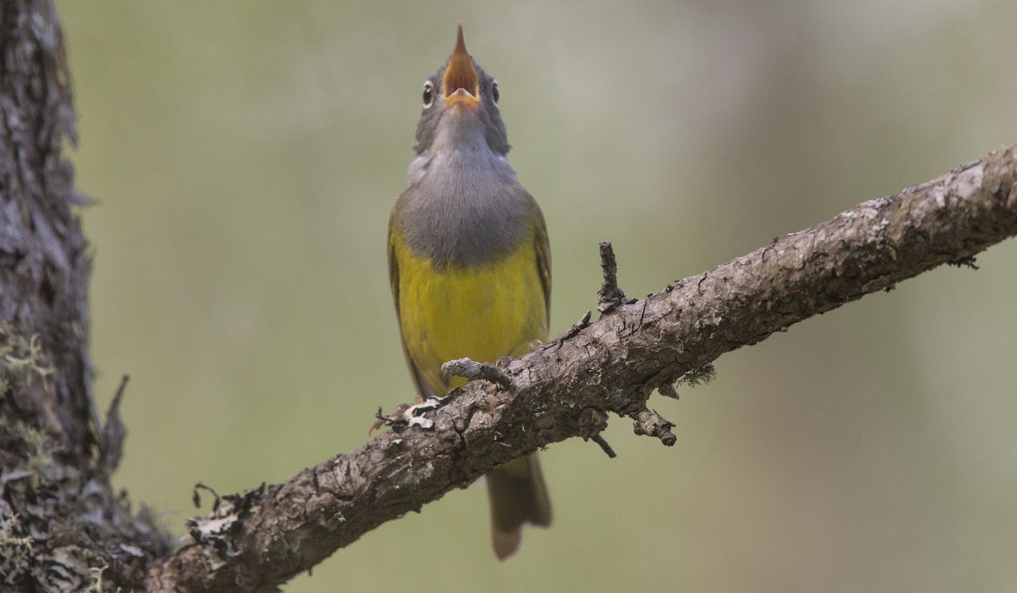 A Connecticut Warbler sings from a tree branch in the Sax-Zim Bog, a birding paradise that will anchor an eco-tourism "trail'' uniting at least five northern Minnesota communities in the Heart of the Bog Birding and Wildlife Trail. No actual trail would be built. But in keeping with birding culture, visitors would drive from community to community and search for northern boreal forest species on loops of logging roads, township roads, forestry roads and other public pathways. By Melissa Groo