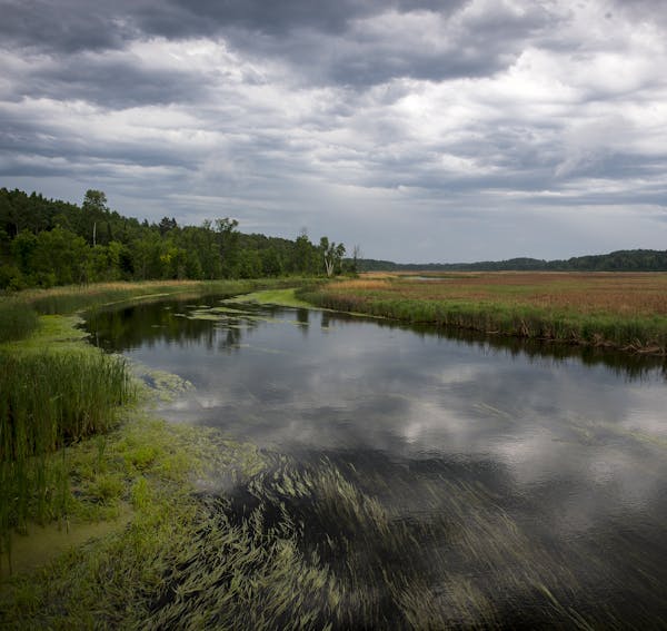 The upper Mississippi River between its headwaters in Itasca State Park and Bemidji in mid June. ] (AARON LAVINSKY/STAR TRIBUNE) aaron.lavinsky@startr