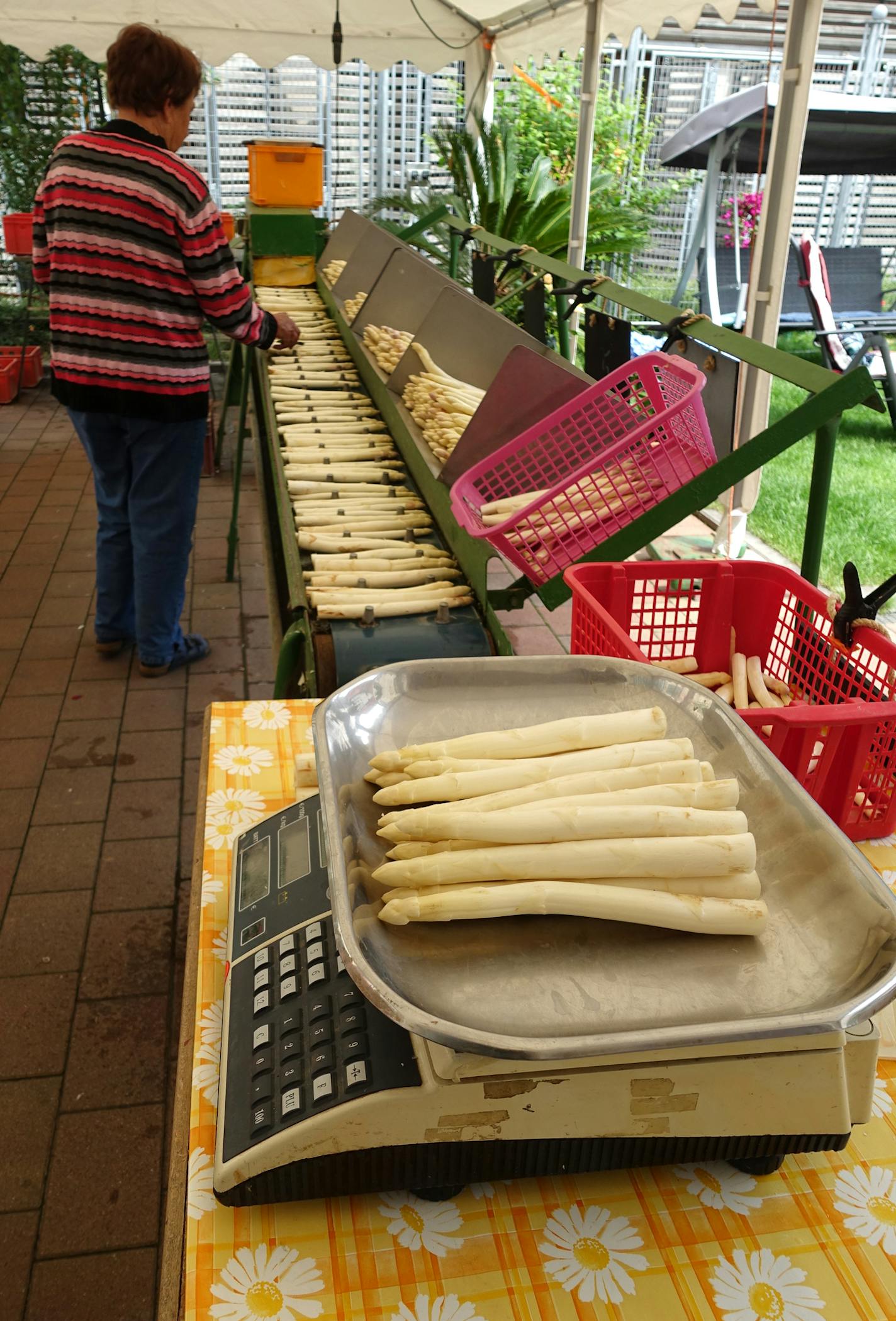 Ilse Fackel-Kretz sorts white asparagus in the family's 5th generation backyard market in Schwetzingen, Germany. Credit: all photos by Donna Tabbert Long, Special to the Star Tribune