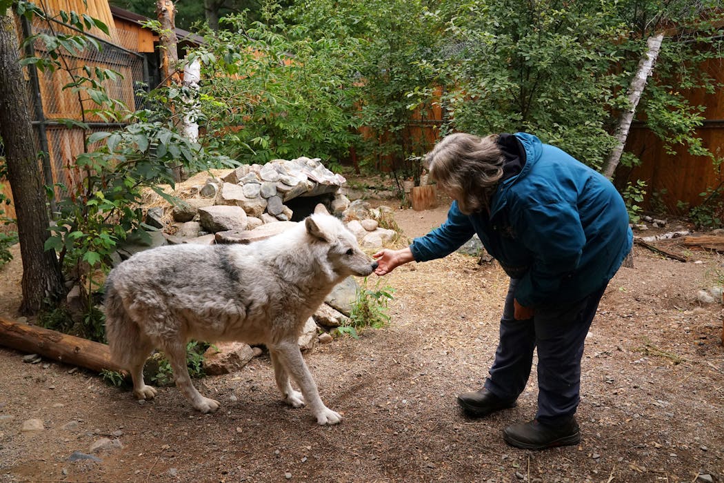 Lori Schmidt, who has taken care of the captive wolves at the center for more than 30 years, greeted Grizzer, a 17-year-old gray wolf.