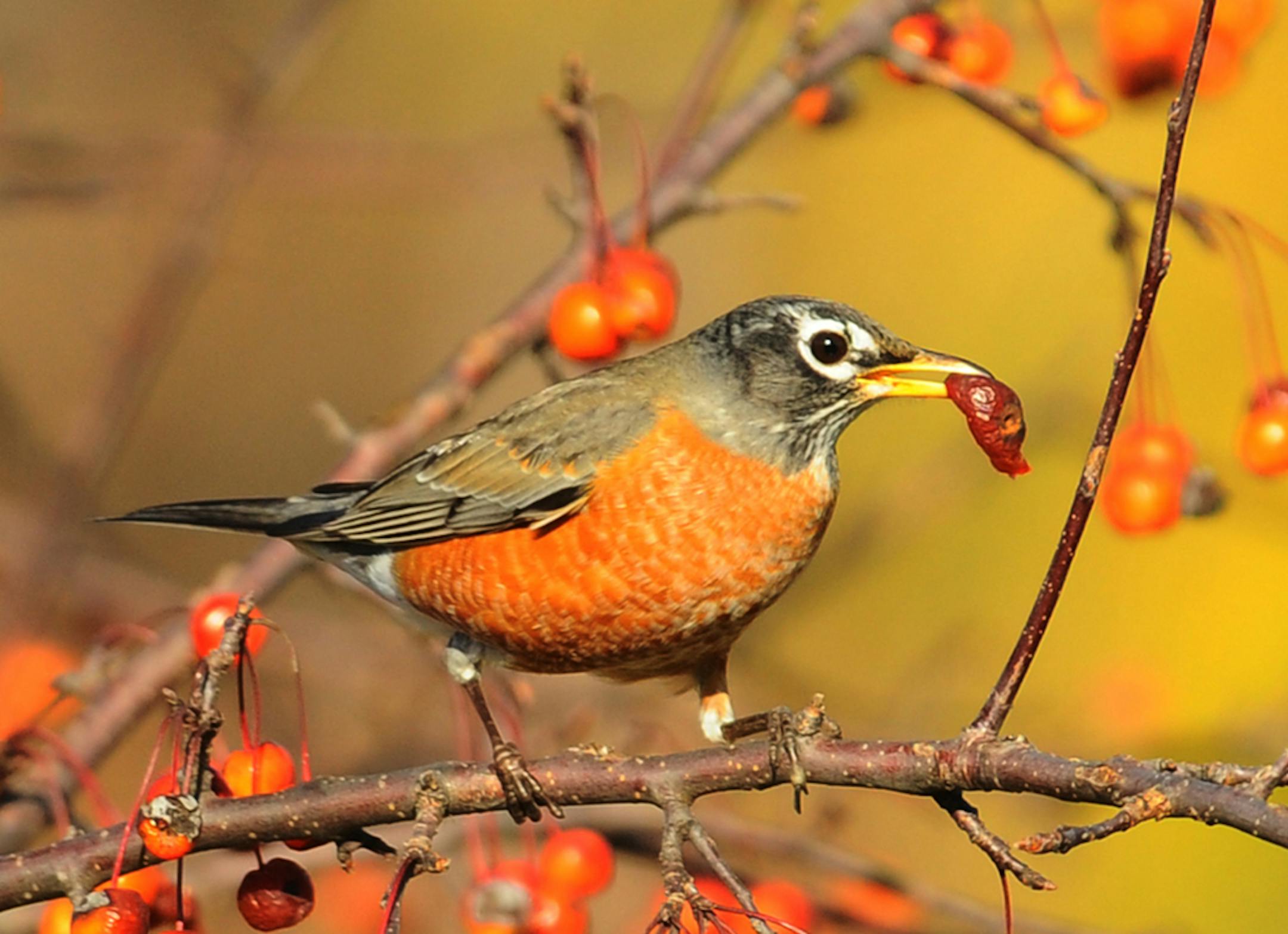 When all the worms are hibernating, robins relish crabapples and other fruits. credit: Jim Williams