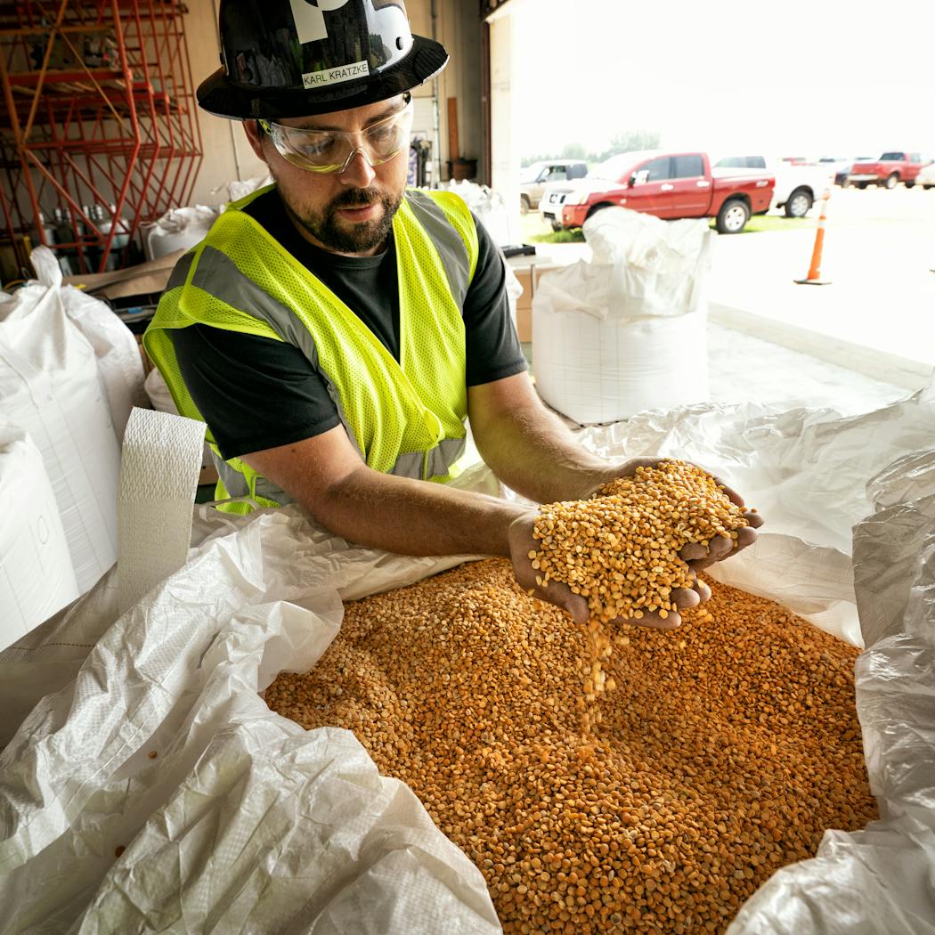 Karl Kratzke, a project manager at Puris, grabbed split yellow peas from a 2,000-pound bag at the company’s new plant in Dawson, Minn.