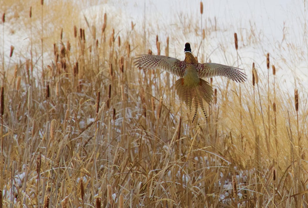 In Minnesota, cattail marshes often provide the best winter cover for pheasants.