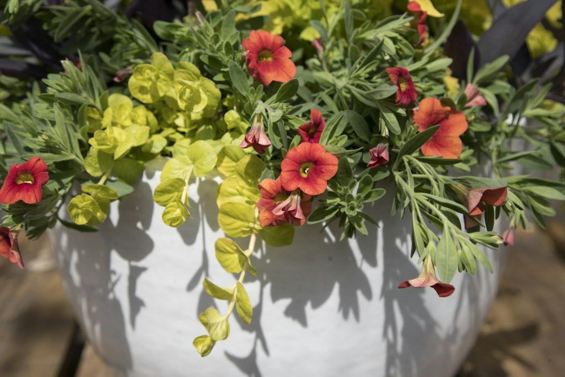 For the recipe for KING TUT'S BLOOM, see story.