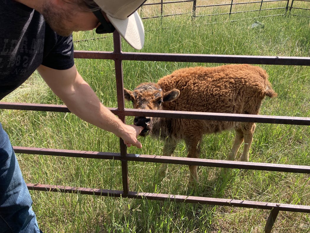 A bison calf is part of the scenery at Black Leg Brewery, part of Black Leg Ranch in central North Dakota.