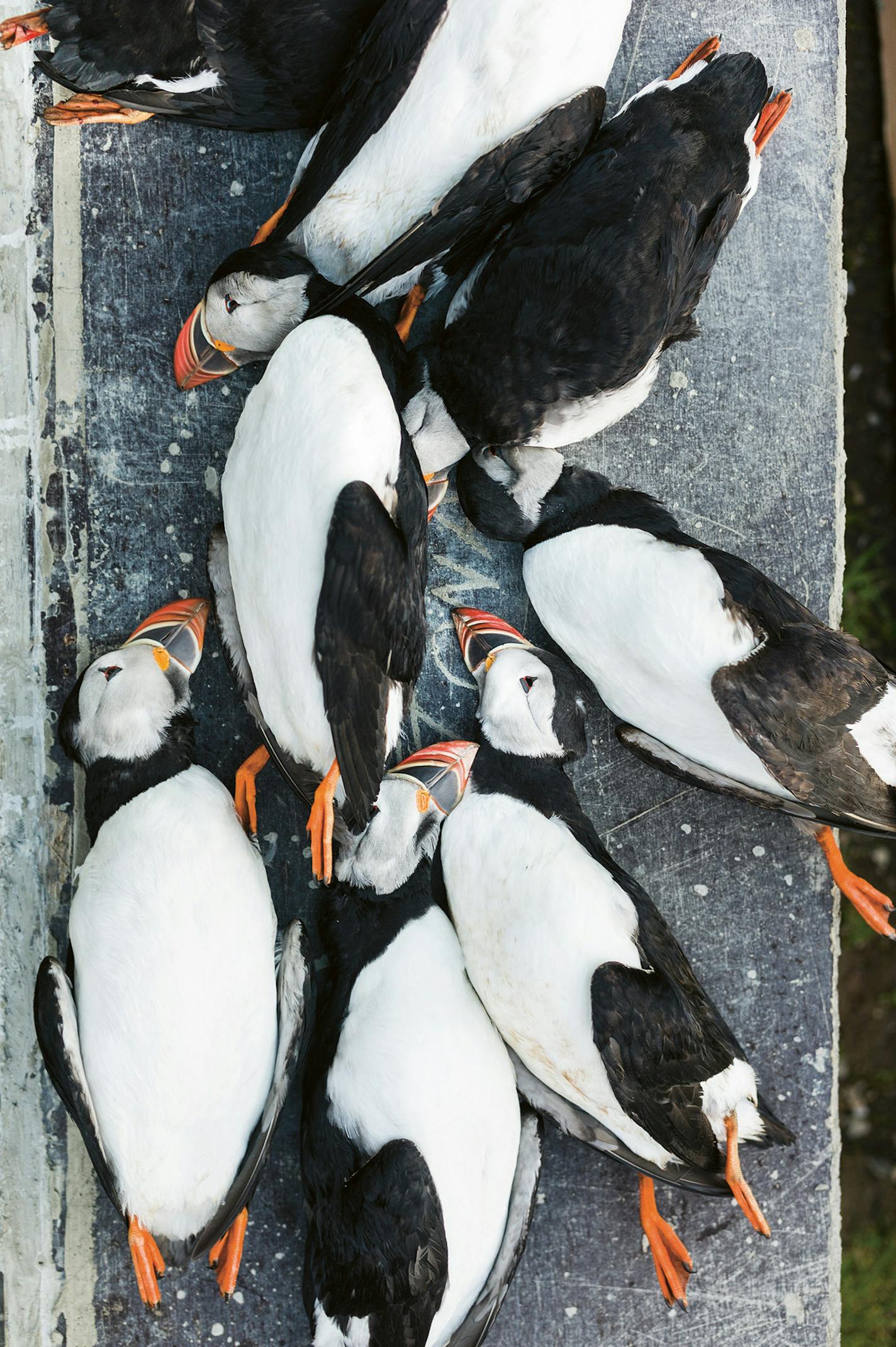 Nordic: A Photographic Essay of Landscapes, Food and People by Magnus Nilsson (Phaidon) In this photo: Puffins ready to be plucked, Faroe Islands, Summer 2014