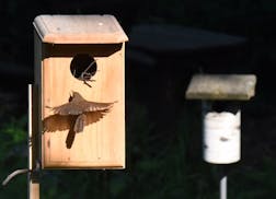 The box is three times as large as a usual wren house, intended for great crested flycatchers. The male flycatcher never found a mate. Jim Williams ph