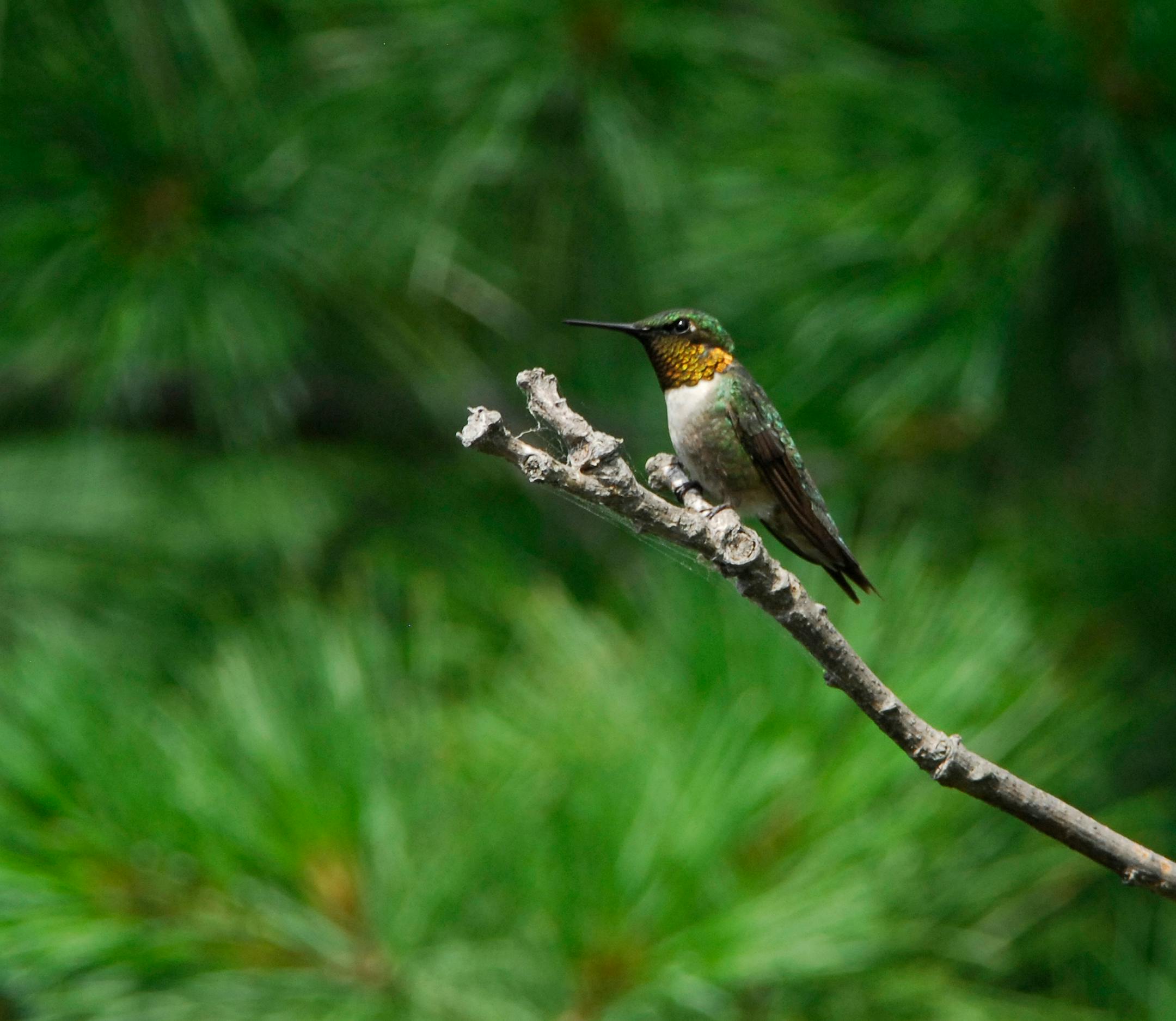 A hummingbird perches on a branch.