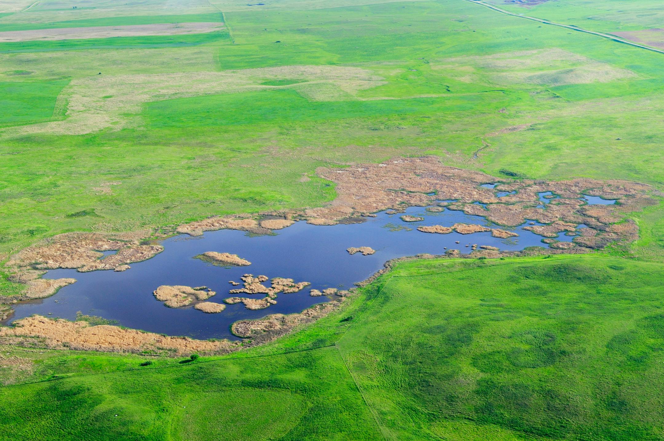 Prairie pothole with cattail islands is ideal habitat for ducks that nest over water like canvasbacks.