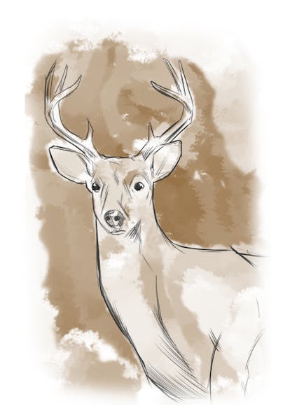 Whitetail buck illustration, for Outdoors Weekend