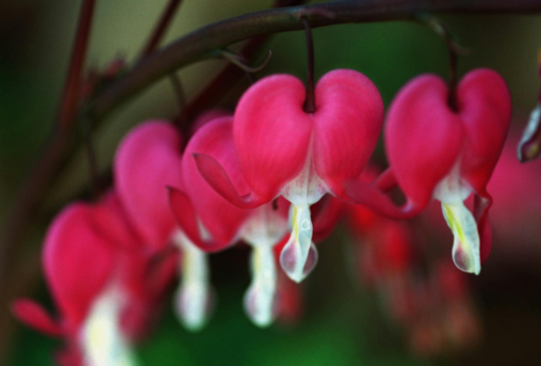 Red-on-white bleeding heart plays a large part in the spring pageant, as does a rake and shovel.