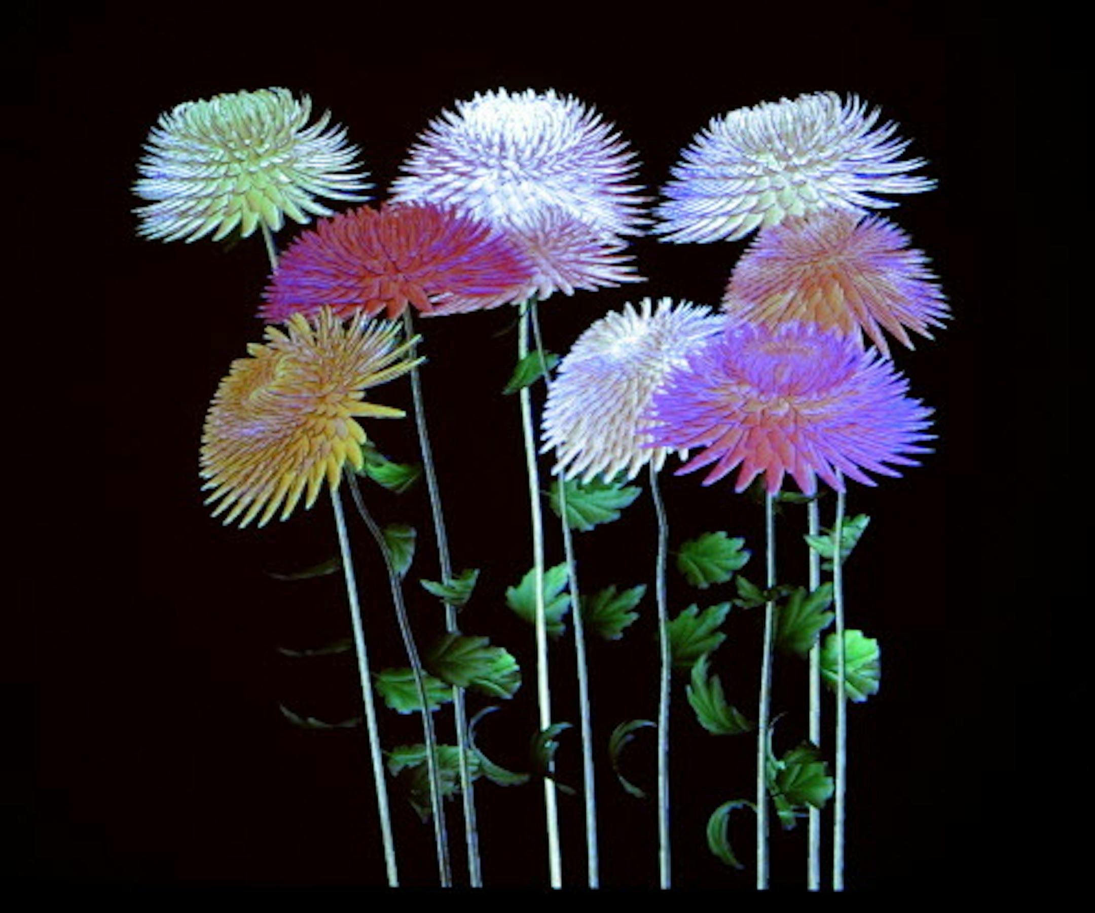 Richard Sennott'rsennott@startribune.com]   Minneapolis, Mn. Friday 4/9/10    Liz Armstrong new contemporary art curator at the Minneapolis Institute of Arts selected art in a new show featuring great works of contemporary art spanning  the last 50 years. Jennifer Steinkamp's "Hurdy Gurdy Man (chrysanthemums) is a  digital image projected on the gallery wall.