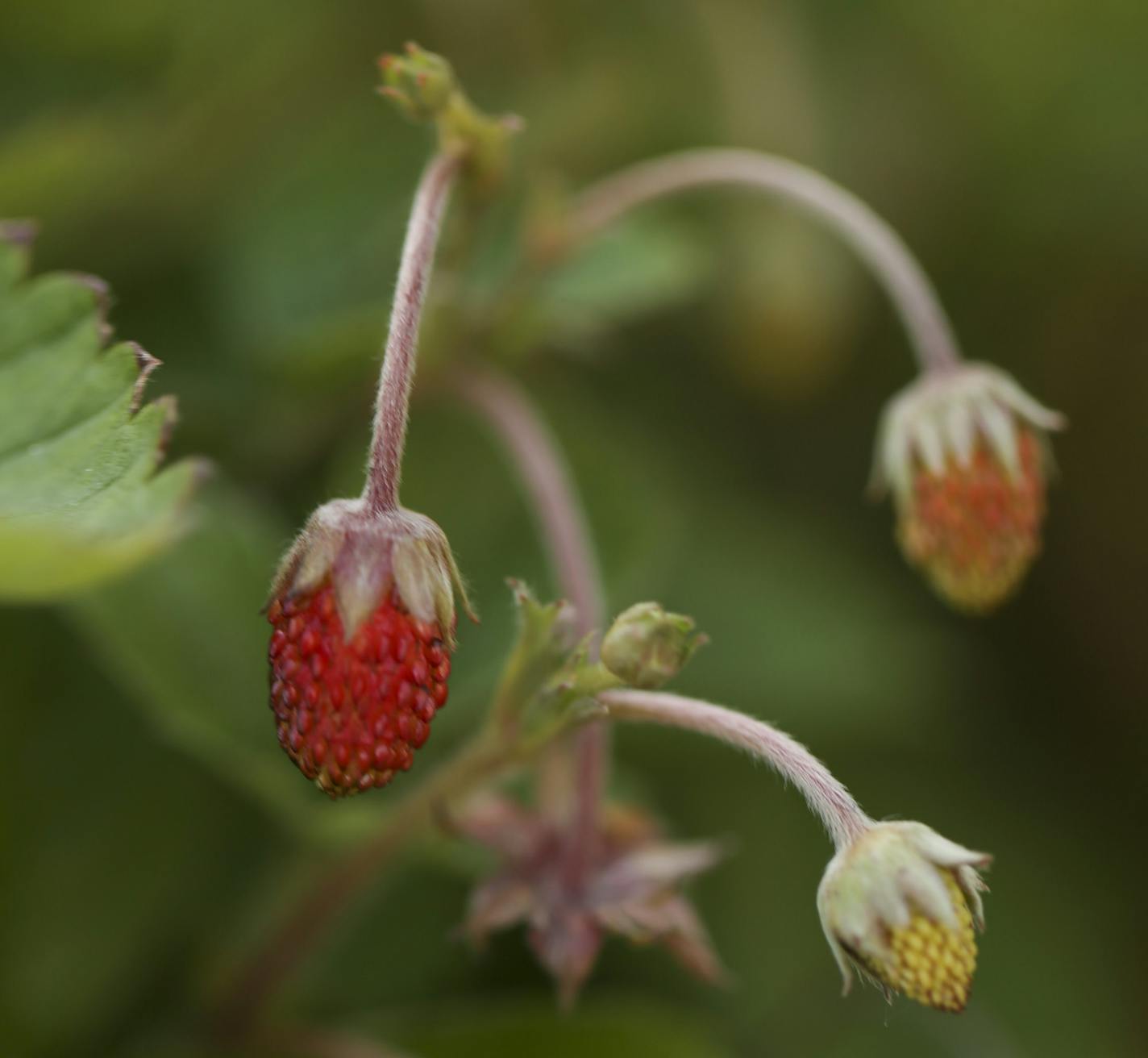 Woodland strawberries in the Native American Edible Streetscape container. ] JEFF WHEELER &#x2022; jeff.wheeler@startribune.com Urban Oasis, a sustainable food center, hosted a walking tour of its "Edible Streetscapes" project in St. Paul Wednesday evening, July 20, 2016. A series of ten planters along East 7th St. showcase various food traditions from this area in St. Paul.