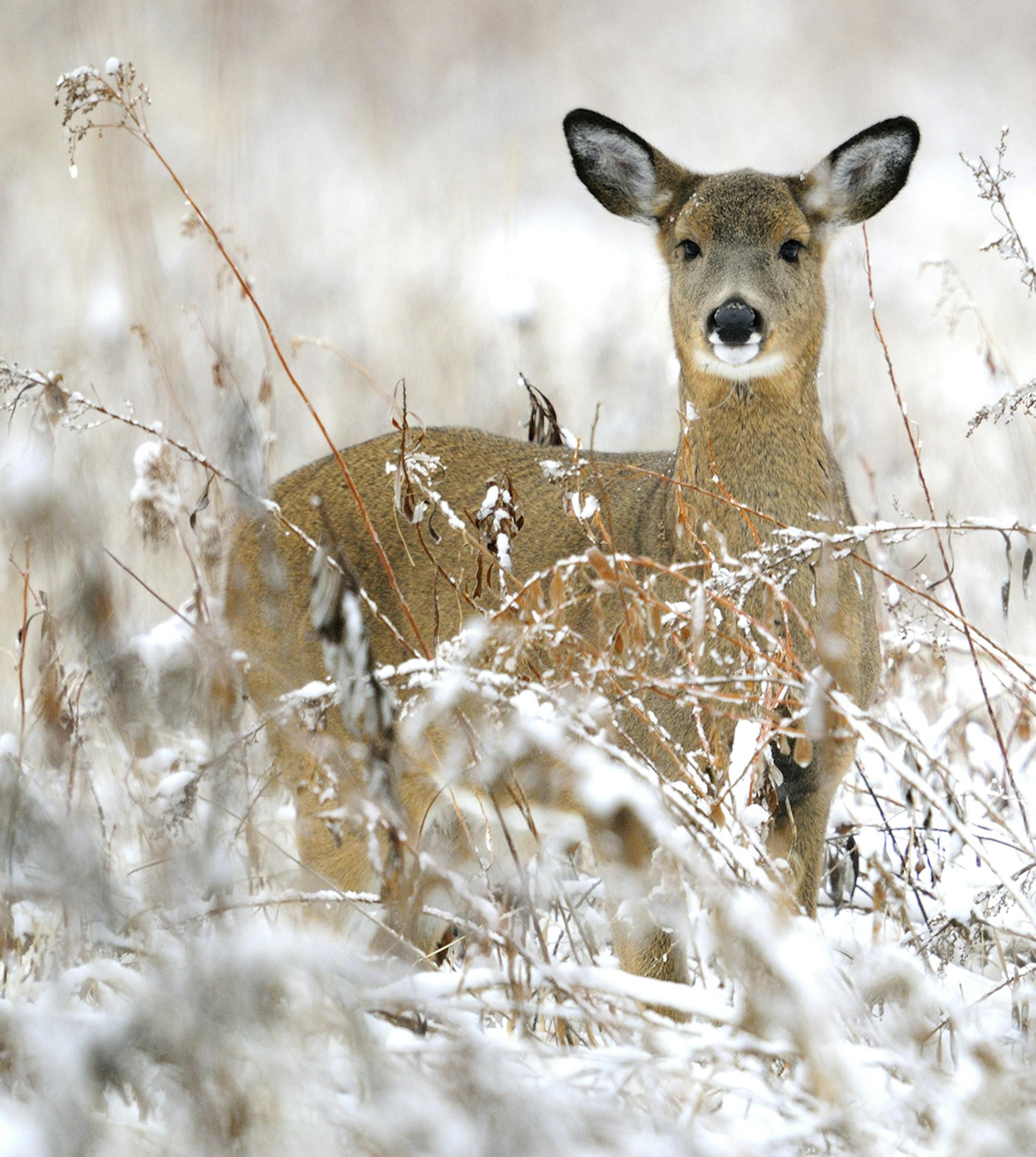 A white-tailed deer doe pauses while feeding on the leaves of goldenrod plants. Marchel saw signs of this behaviour in the snow on a recent trip afield.