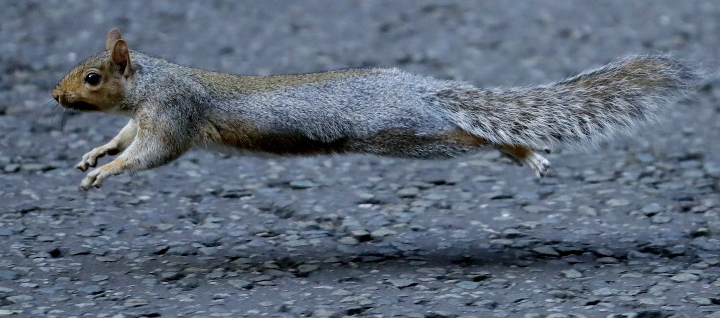 A squirrel runs across a street.