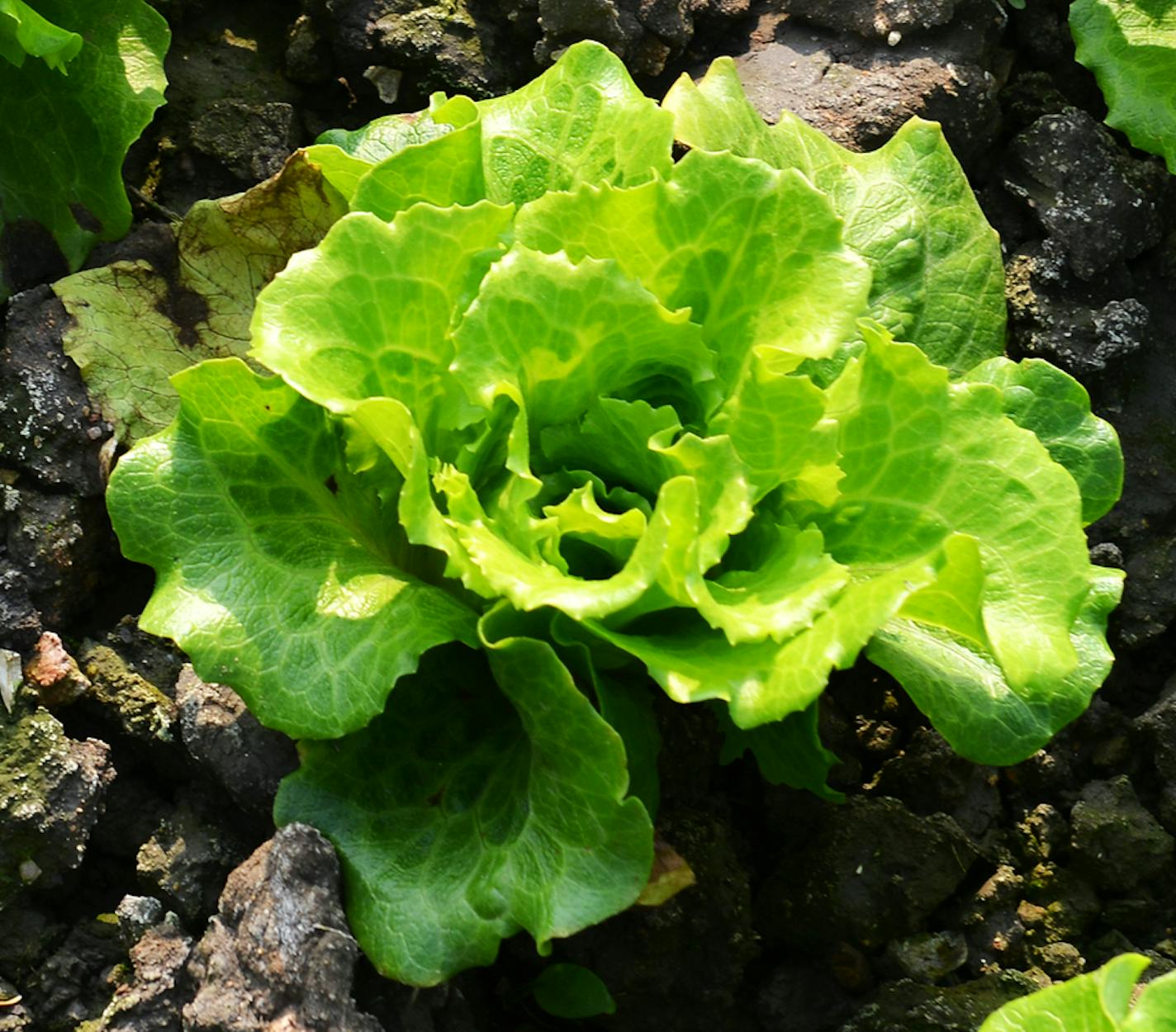 Federal health officials are advising consumers to throw away and avoid eating Romaine lettuce, especially if its origin is from Yuma, Ariz., as investigators try to figure out the cause of an E. coli outbreak that has killed one person and sickened 121 others. (Dreamstime/TNS) ORG XMIT: 1229593