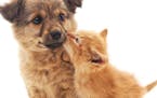 Cats and dogs natural and permanent enemies? Not necessarily