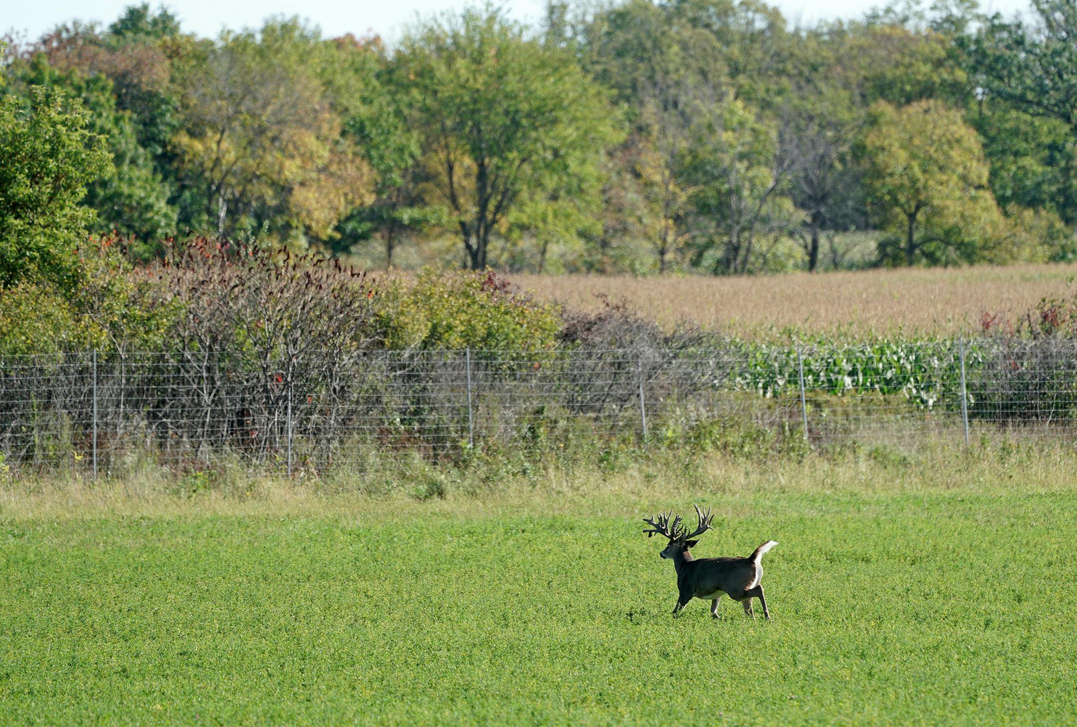 A massive trophy whitetail moves from a bean field at mid-day, towards an 8-foot fence line at the edge of the property at Autumn Antlers hunting lodge in Long Prairie. A non-typical buck like this could cost between $10,000 and $30,000, depending on antler score. (Brian Peterson/Minneapolis Star Tribune/TNS) ORG XMIT: 1498144
