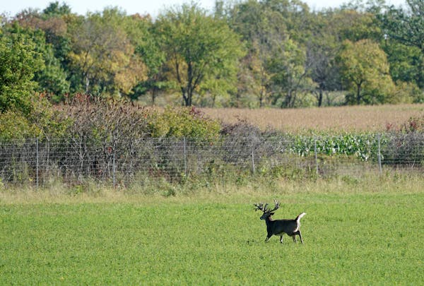 A massive trophy whitetail moves from a bean field at mid-day, towards an 8-foot fence line at the edge of the property at Autumn Antlers hunting lodg