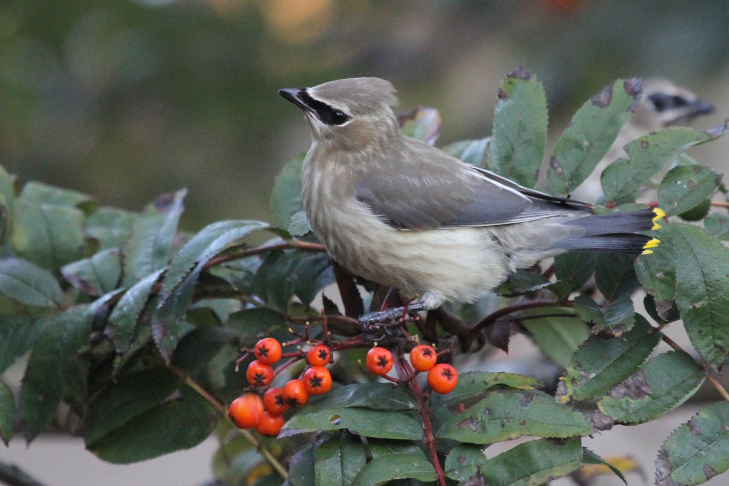 The yellow tips on this young cedar waxwing&#xed;s tail are the only hint of its coming transformation into adult plumage. credit: Don Severson