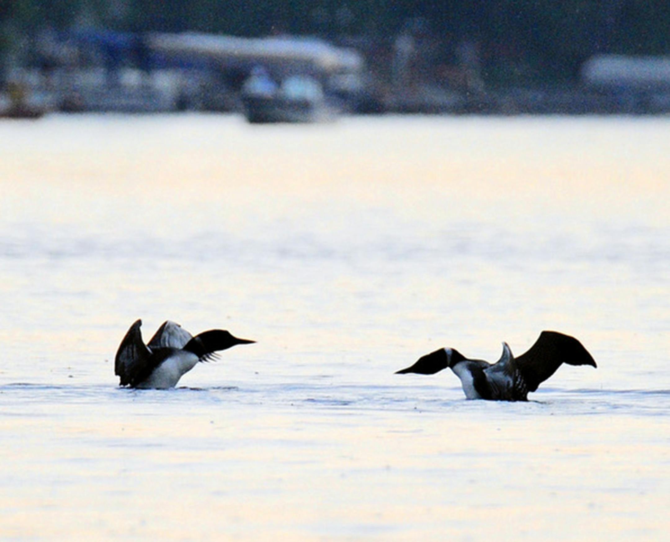 Common loons close to each other on the water facing each other with wings outstretched.