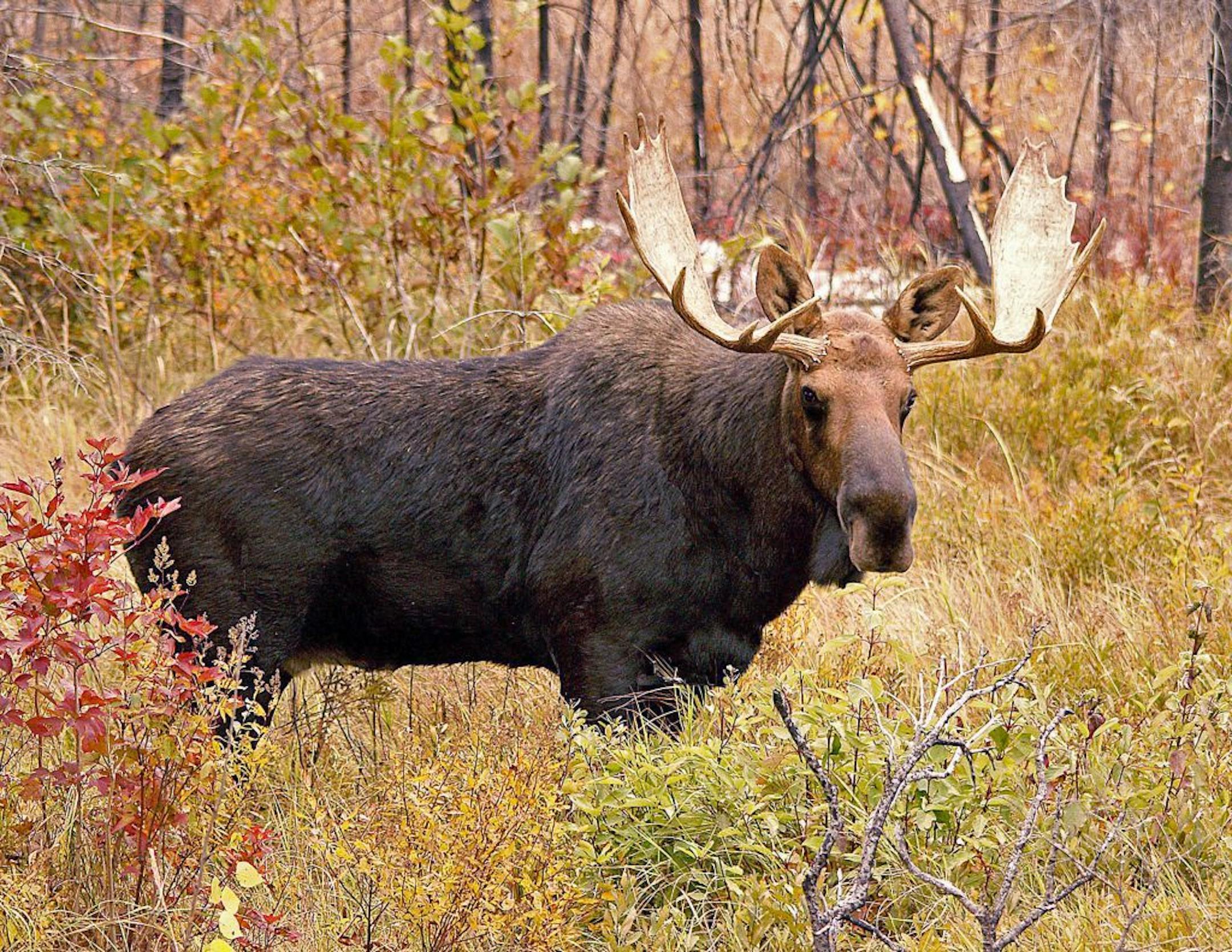 A moose is seen near Isabella, Minn., in 2016. Minnesota's moose population, while steadily declining partly because of a parasite carried by deer, is a species of special concern, according to the DNR.
