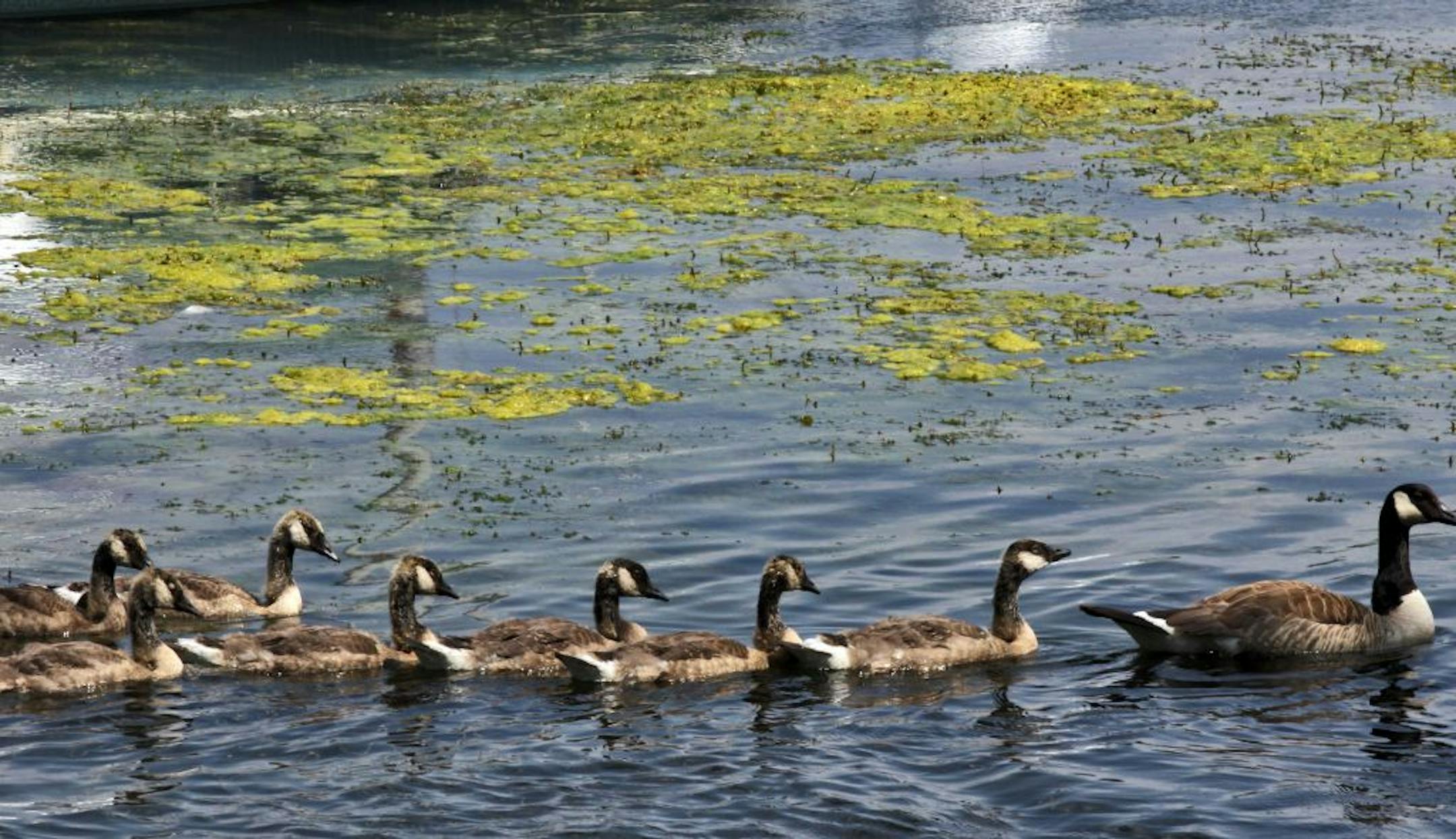 Maybe the goose family enjoyed a paddle through the milfoil on Lake Harriet, but it's unlikely that many humans are wild about it.